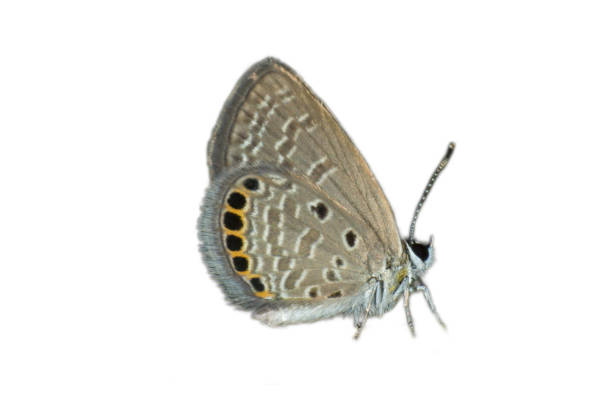istock butterfly in nature and blur nature abstract 1149851164