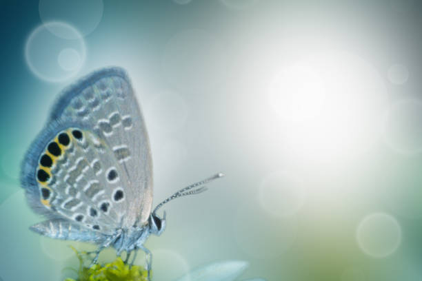 butterfly in nature and blur nature abstract background, the abstract blur background