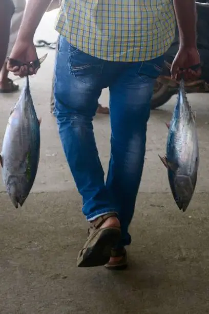 Photo showing some freshly caught Indian Tuna being held by a Hindu fisherman at a seafood market auction in Kollam, Kerala India. The fishermen is waiting for Tuna to get weighed. This species of fish in the image is also known as Tunafish / Bluefin Tuna.Tuna can be consumed as Raw and good for lowering blood pressure, rich in omega-3.