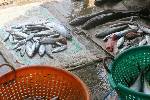 Photo showing red and green perforated bucket with freshly caught small marine chub mackerel and some other small salt water fish at seafood fish market at Kochi / Cochin, Kerala, India. The fish is then put on display for customer to buy / auction and if they want the fishermen will cook the fish for them to eat.