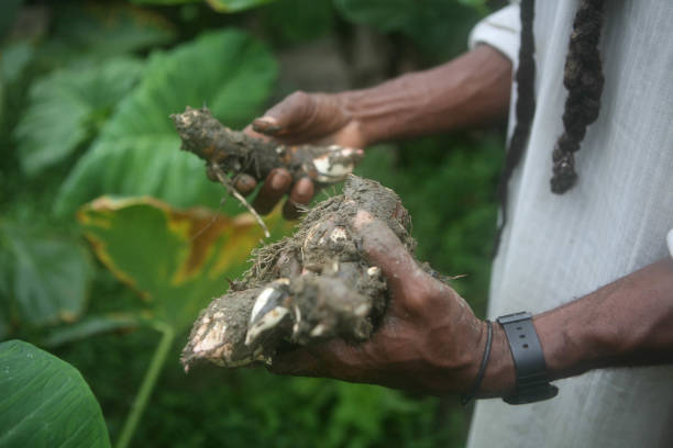 istock A crop of yucca root in a man's hands 1149857137
