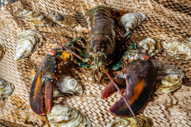 Lobster stock photo
