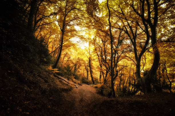 Near Symmonds Yat, The Forest of Dean, Gloucestershire