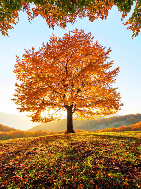 istock Autumn rural scenery with mountains, forests and fields. There is a lonely lush tree on the lawn covered with orange leaves through which the sun rays are shining. 1149859943