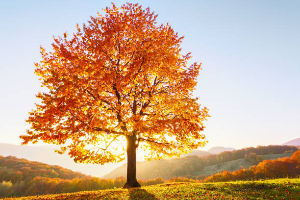 istock Autumn rural scenery with mountains, forests and fields. There is a lonely lush tree on the lawn covered with orange leaves through which the sun rays are shining. 1149860527