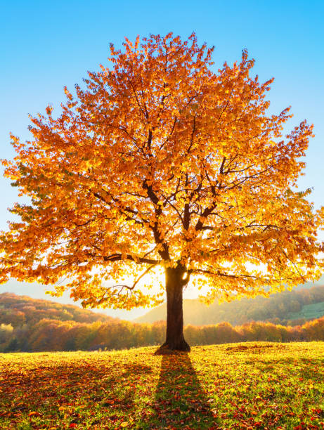 auf dem mit blättern bedeckten rasen an den hohen bergen steht ein einsamer, üppiger kräftiger baum und die sonnenstrahlen leuchten durch die äste mit dem hintergrund des blauen himmels. schöne herbstlandschaft. - autumn landscape hill tree stock-fotos und bilder