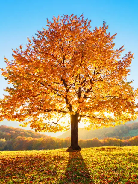 Photo of On the lawn covered with leaves at the high mountains there is a lonely nice lush strong tree and the sun rays lights through the branches with the background of blue sky. Beautiful autumn scenery.