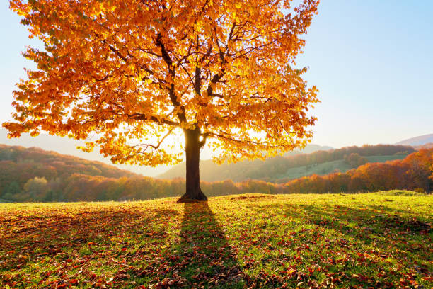 istock Autumn rural scenery with mountains, forests and fields. There is a lonely lush tree on the lawn covered with orange leaves through which the sun rays are shining. 1149862213