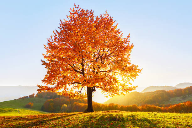 sul prato coperto di foglie in alta montagna c'è un bel albero forte lussureggiante solitario e i raggi del sole si illuminano attraverso i rami con lo sfondo del cielo blu. bellissimo scenario autunnale. - sky blue woods park foto e immagini stock