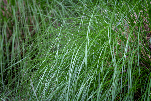 Ornamental drought tolerance grass