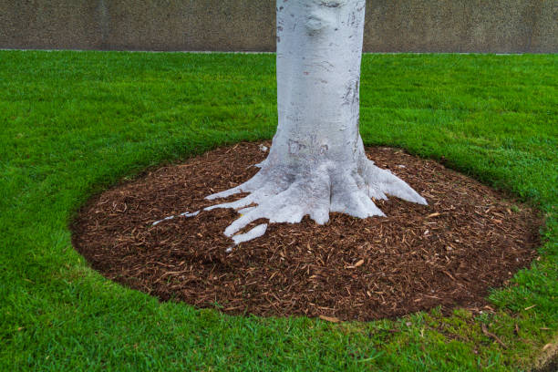 Tree trunk base with mulch and green grass stock photo