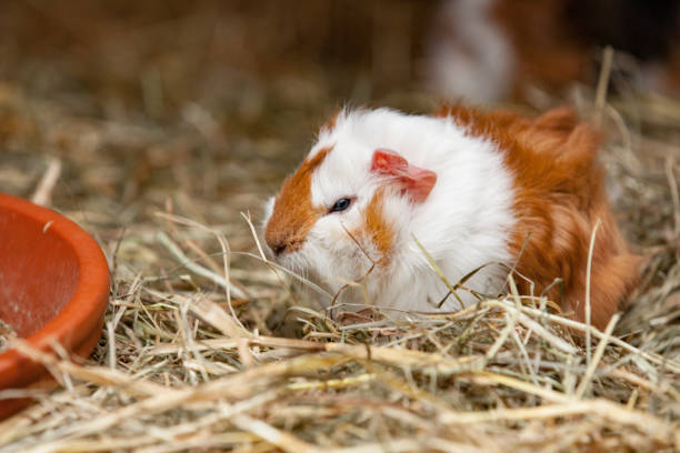Spotted Cavy Stock Photos Pictures Royalty Free Images iStock Spotted Cavy Stock Photos Pictures Royalty Free Images iStock