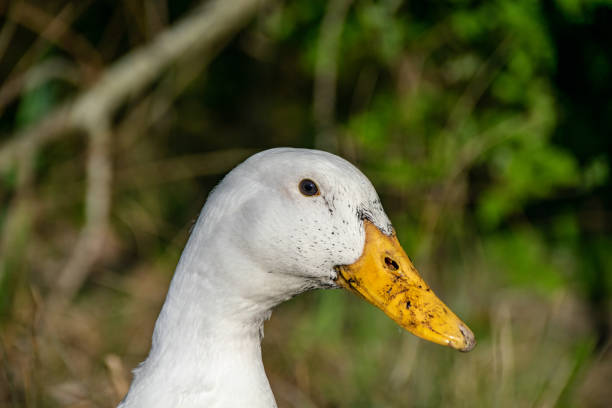 istock Pekin duck (also known as Long Island or Aylesbury duck) with mud on beak after digging around in the wet ground 1149874330