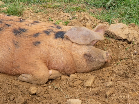A large pig sleeps in the dirt on a sunny day