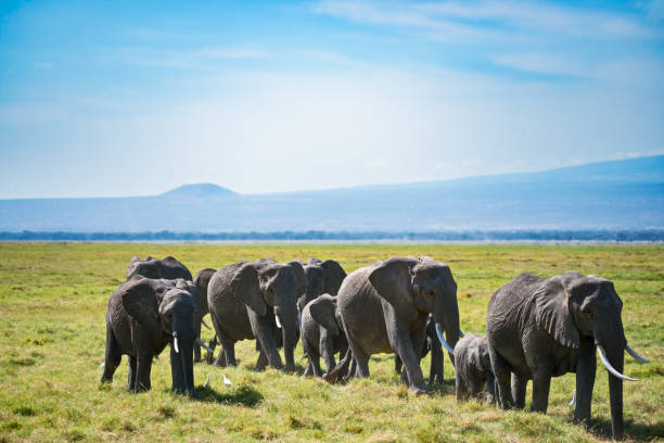 istock Herd of African elephants and egretta birds 1149876563