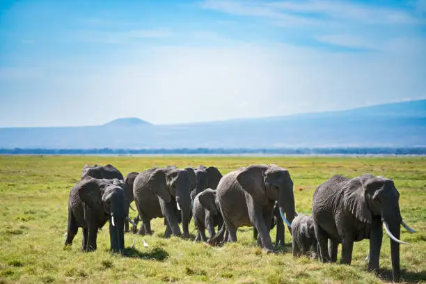 Herd of African elephants and egretta birds in savannah. Sunny day. Horizontal shot