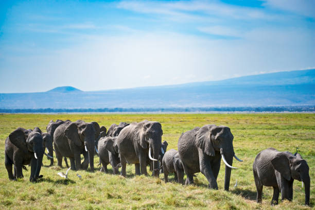 istock Herd of elephants and egretta birds 1149876934