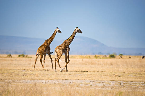 Two giraffes stock photo