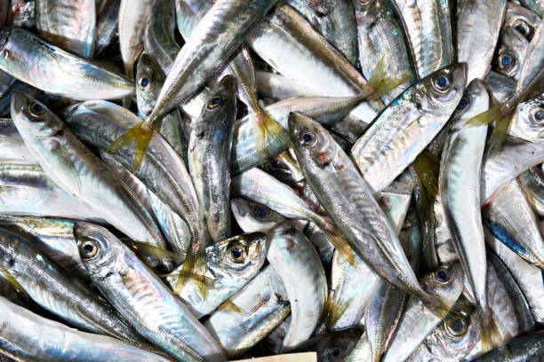 istock Fish in market 1149885226