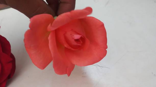 istock Dark Rose flower close up. 1149885420