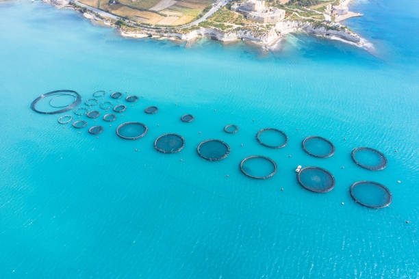 Aerial view, fish farm with floating cages in the Mediterranean sea. Aerial view fish farm with floating cages in the Mediterranean sea commercial tuna fishing stock pictures, royalty-free photos & images