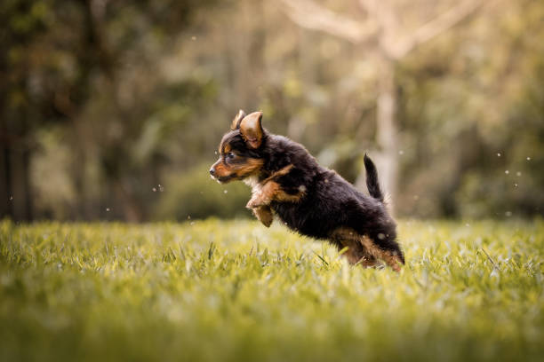 istock Puppy dog playing on grass 1149887016