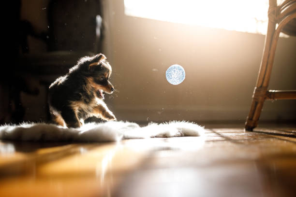 istock Puppy dog playing with ball 1149887019