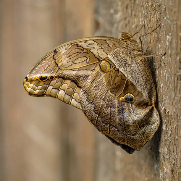 Photo of Purple Mort Blue Butterfly, Eryphanis polyxena, with its wings closed