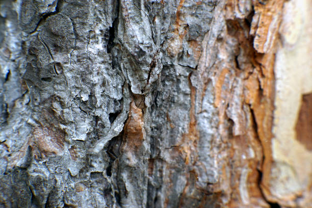 istock macro shot of a pine tree bark 1149889755
