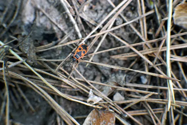 A firebug in the dry grass closeup photo