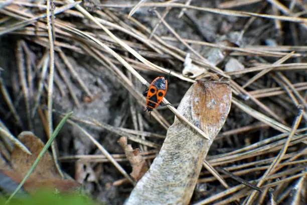 A firebug in the dry grass closeup photo