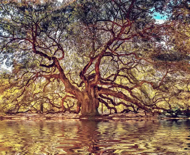 Photo of 1000 year old angel oak tree