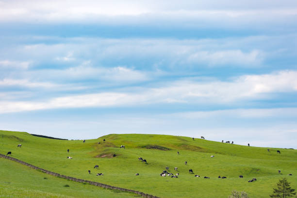istock Rural Scottish scene of fields and cattle 1149891730