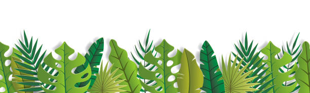 illustrazioni stock, clip art, cartoni animati e icone di tendenza di stendardo foglia tropicale - palm leaf frond leaf backgrounds