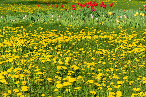 A small glade with yellow dandelions, red, pink and yellow gladioli on a spring day.