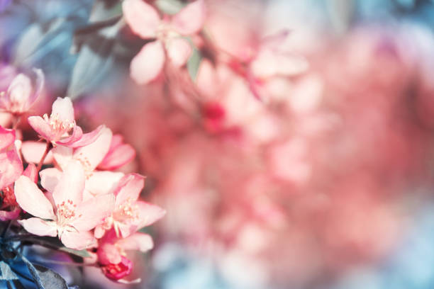 istock Gorgeous background with blooming coral cherry tree 1149894374