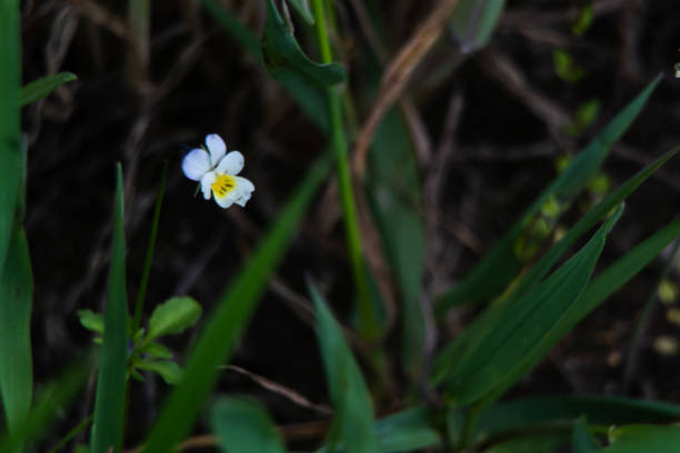 istock Wild plants and spring flowers. 1149895184