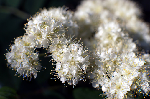 Bird cherry branch, Prunus padus, with white flowers. Prunus, hackberry, hagberry, or Mayday tree blooms in the forest in spring.