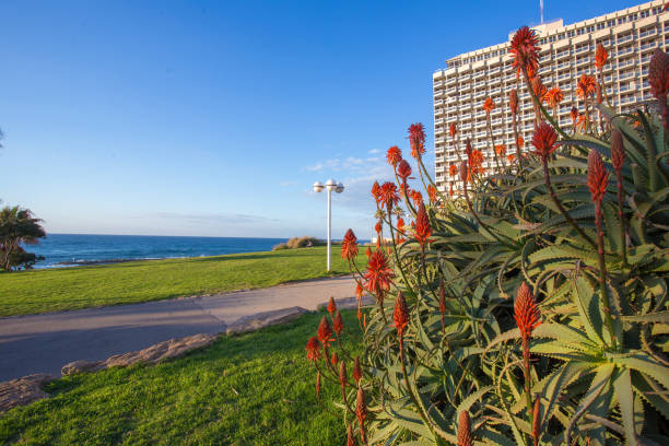 istock Red   flowers in Tel Aviv 1149895299