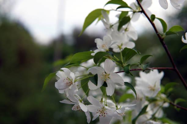 istock Blooming apple-tree, sprig blossom closeup, Malus sylvestris 1149895461