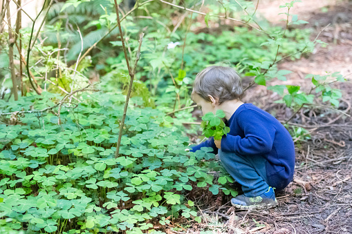 Caucasian Three years old little child boy picking clovers in the woods