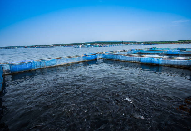 fish cage farming in the river / thai agriculture fish farming float on the surface freshwater inland fisheries