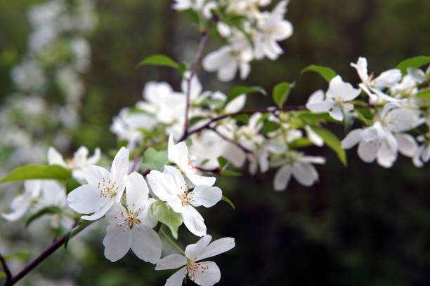 istock Blooming apple-tree, sprig blossom closeup, Malus sylvestris 1149896678