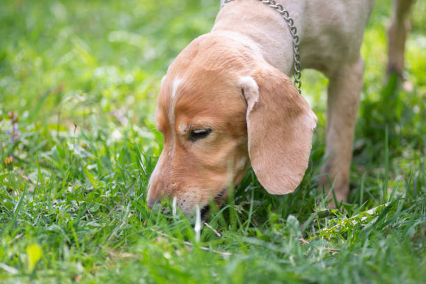 istock Cocker Spaniel with short fur after haircuts. eating fresh green grass. 1149897559