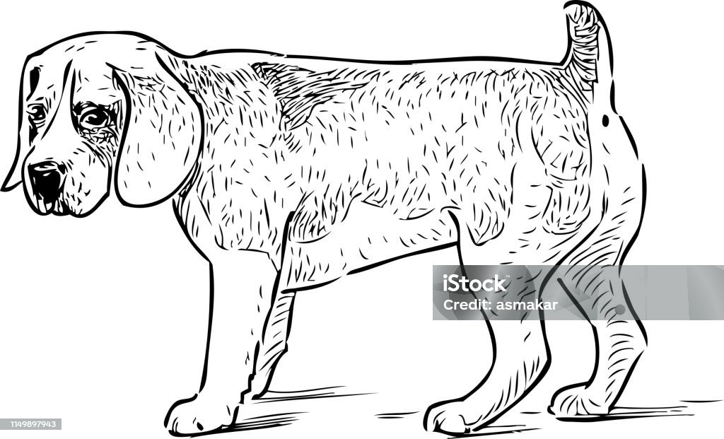 Sketch of a puppy of hunting dog Hand drawing of a purebred hunting dog. Animal stock vector
