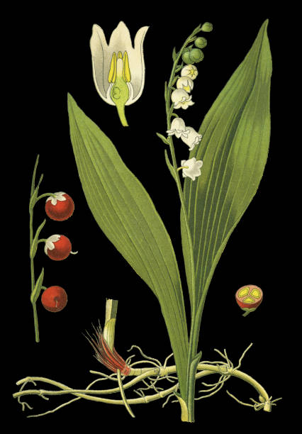 lily of the valley Antique illustration of a Medicinal and Herbal Plants.
illustration was published in 1892 “Medicinal Plants of the Russian"
scan by Ivan Burmistrov lily of the valley antique botanical engraving stock illustrations