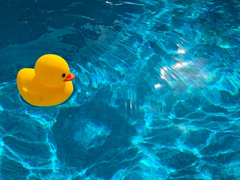 Yellow rubber ducky floating on clear blue swimming pool water on a sunny day