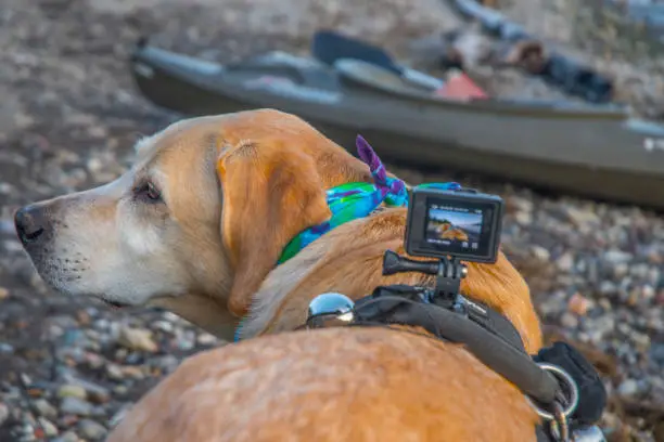 A dog with an action camera on his back enjoys the evening by Jackson Lake in the Grand Teton Range in Wyoming.