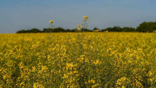 istock blooming rapeseed field on the farm 1149899032