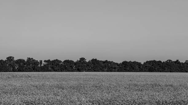 istock blooming rapeseed field on the farm 1149899055